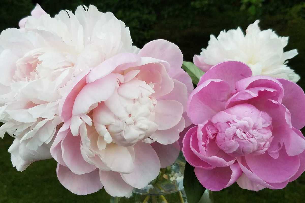 The brief, beloved bloom of the ‘King of Flowers’