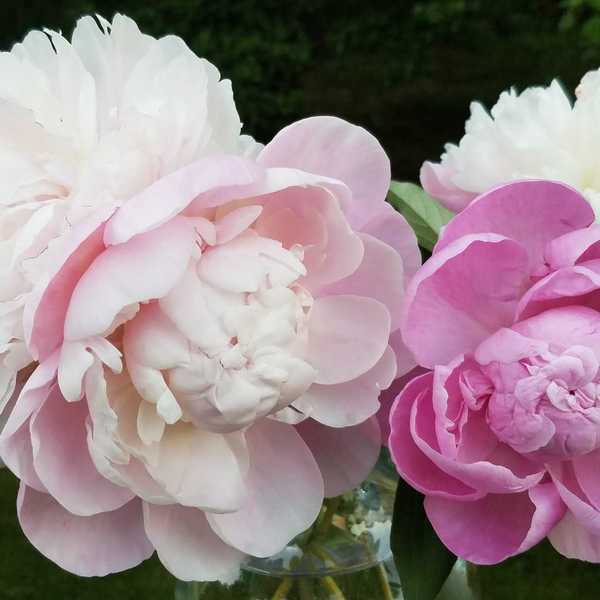 The brief, beloved bloom of the ‘King of Flowers’