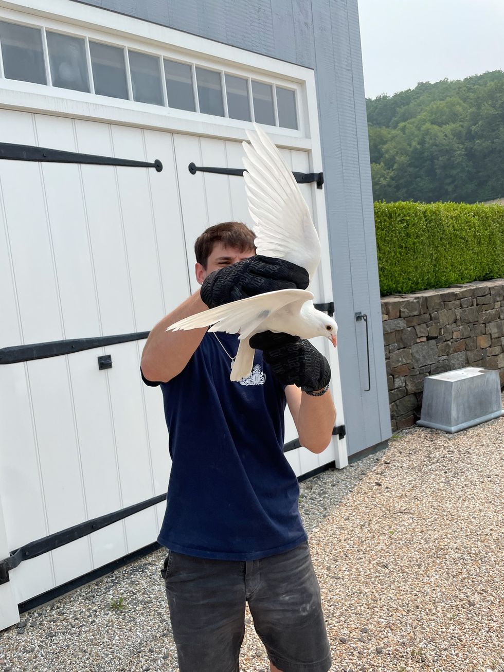 Lost pigeon who lands in Ancram helped home
