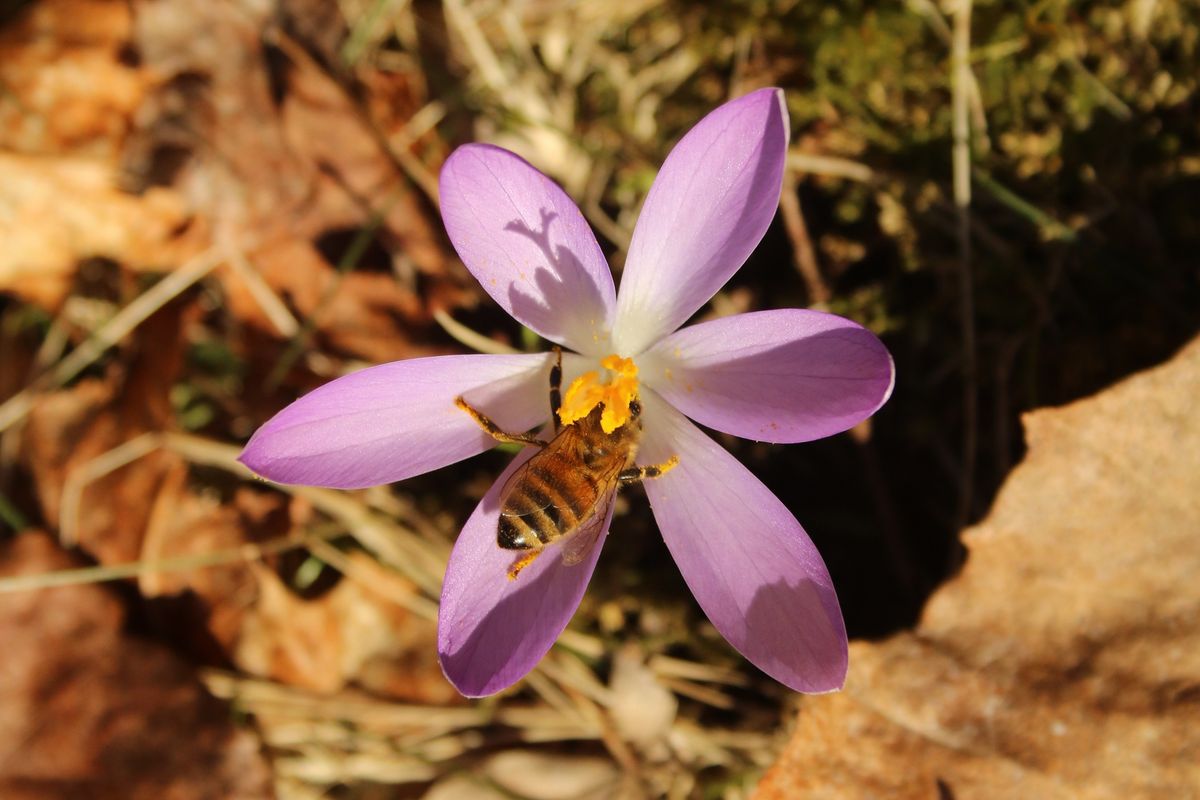 A botanical spring puzzle