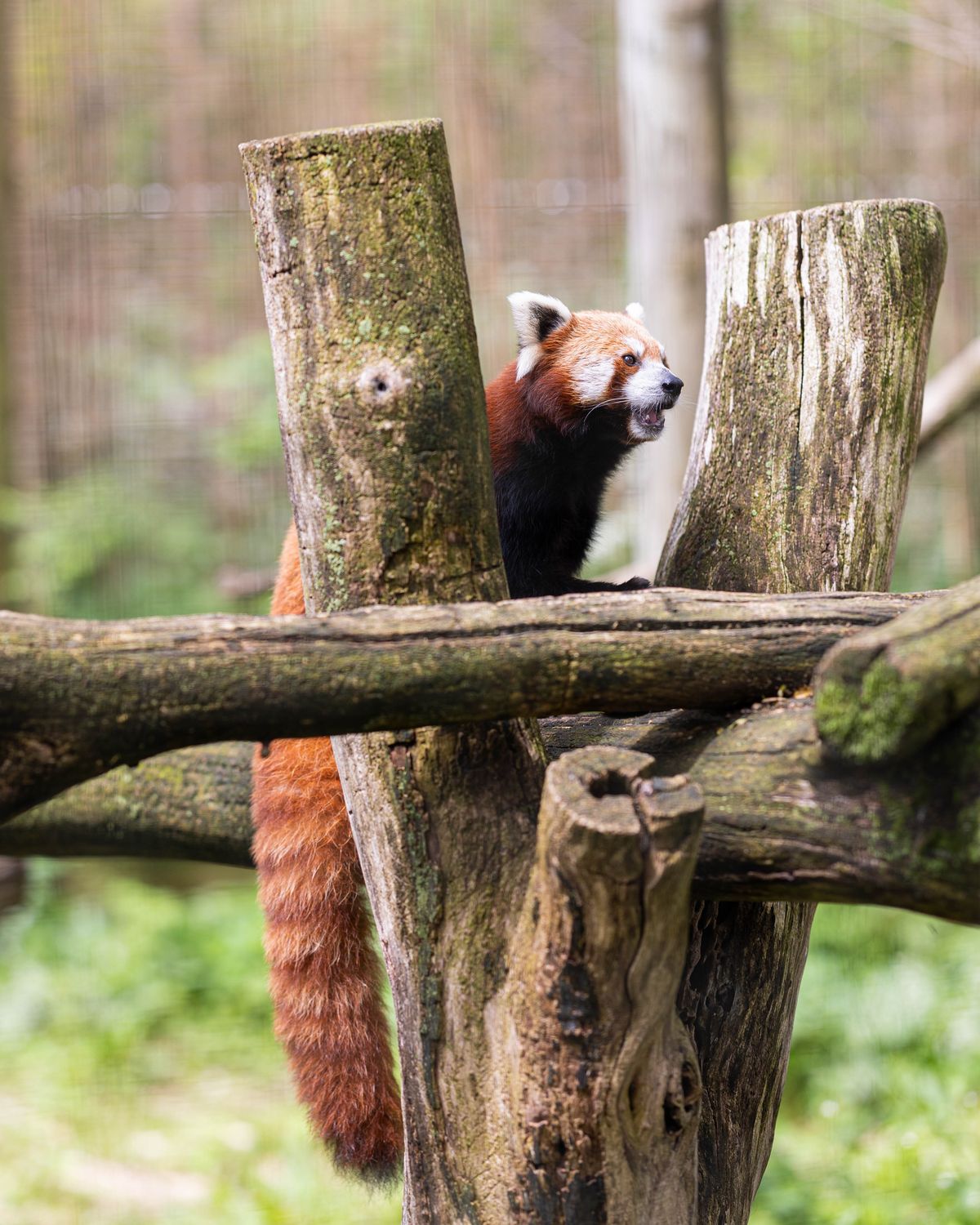 Last chance to visit the Trevor-Lovejoy Zoo after dark