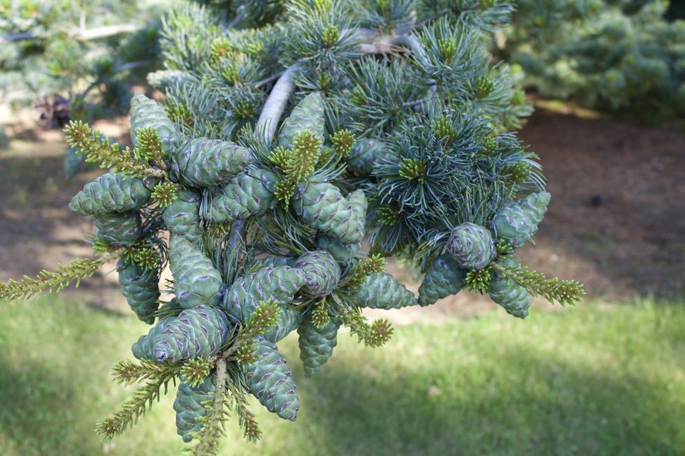 A Virtual Glimpse into an Enchanted Conifer Garden