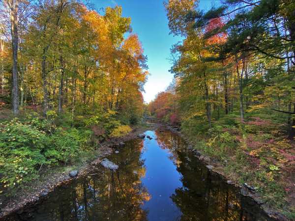 May the Forest Be With You