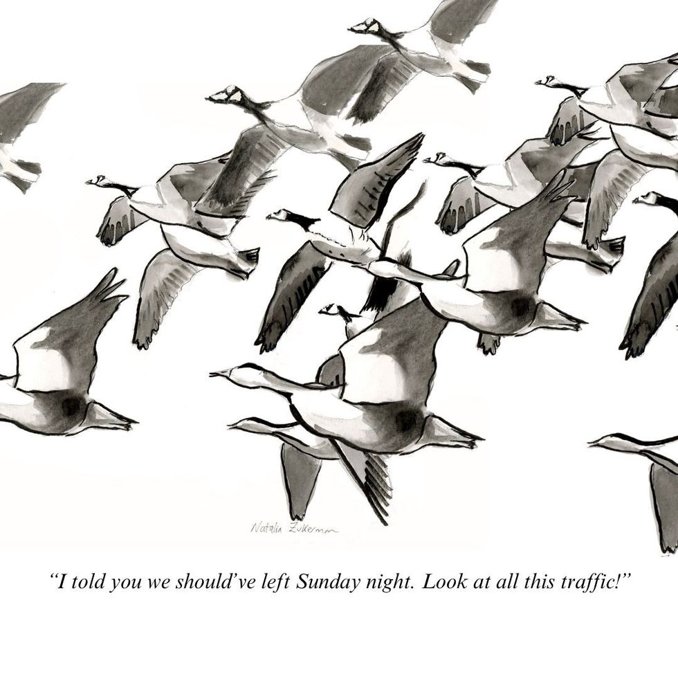 Geese