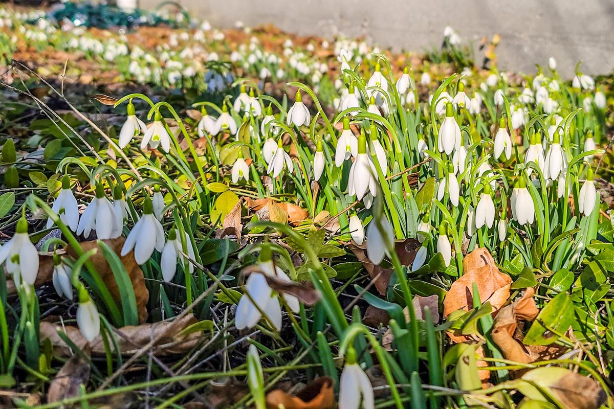 Spring is nigh