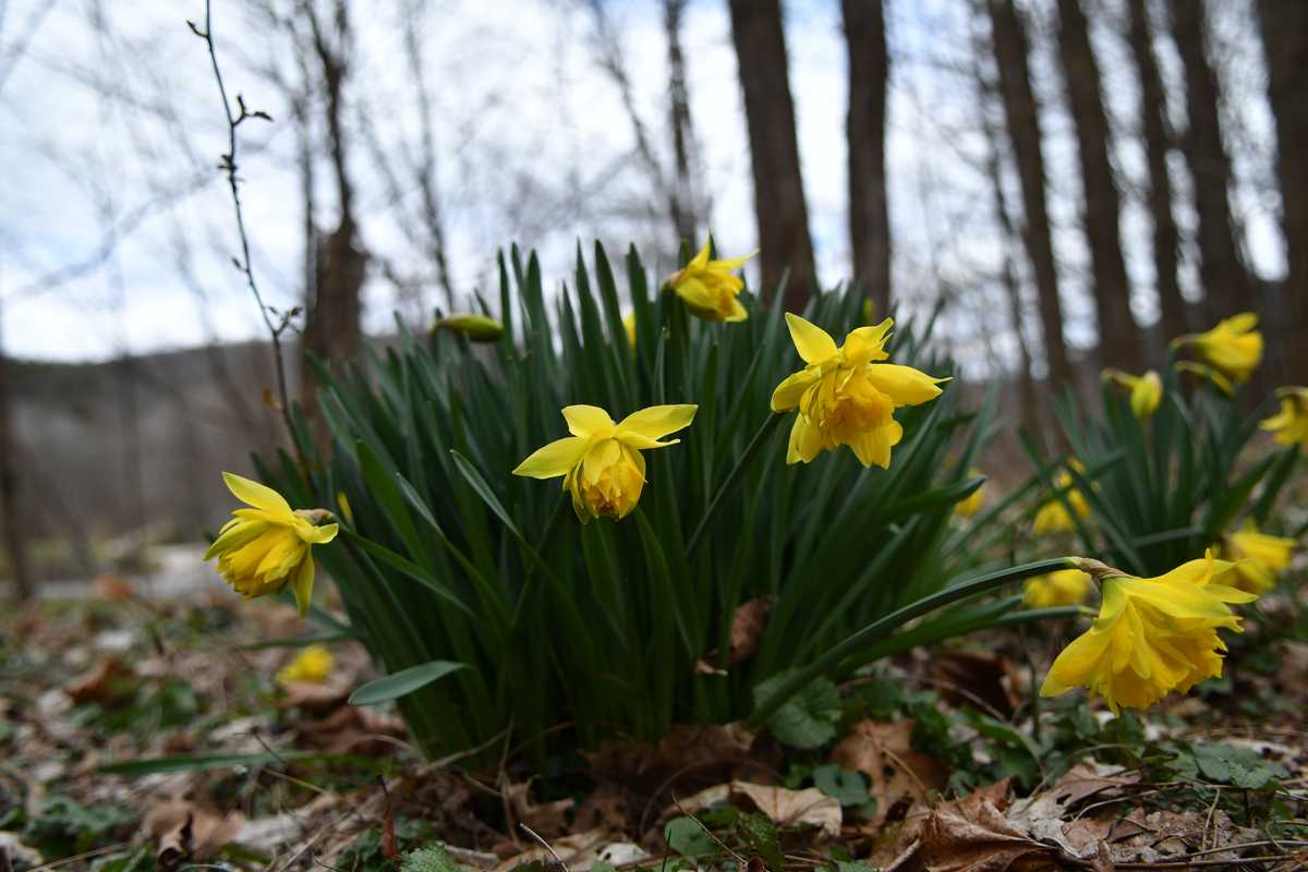 April’s rebirth