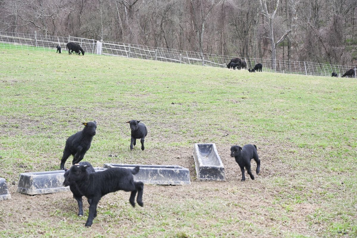 Spring in their step