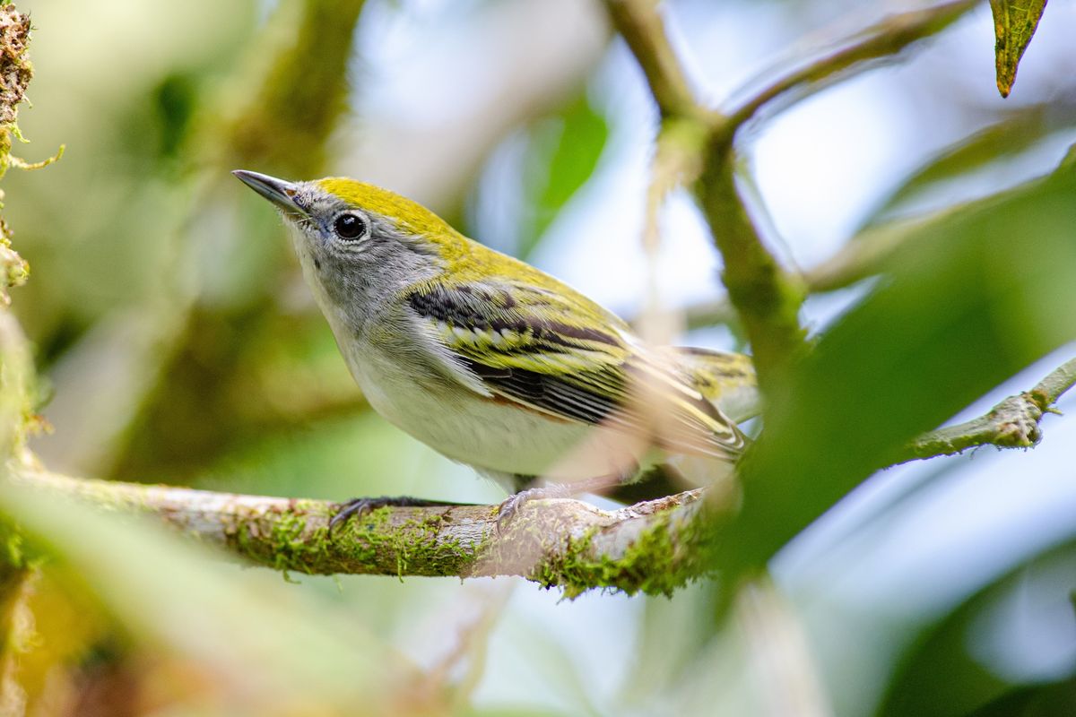 Let there be Night: How light pollution harms migrating birds