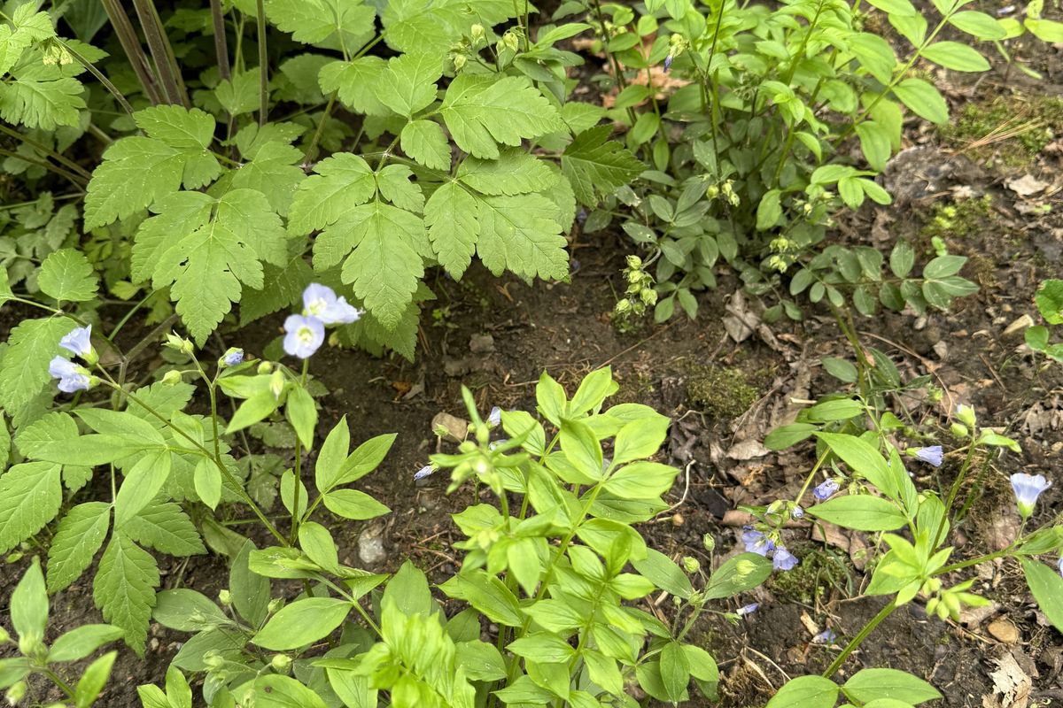 Eco-type, species, nativar: Nuances of native plants