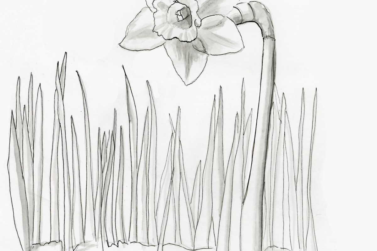 Early bloomer
