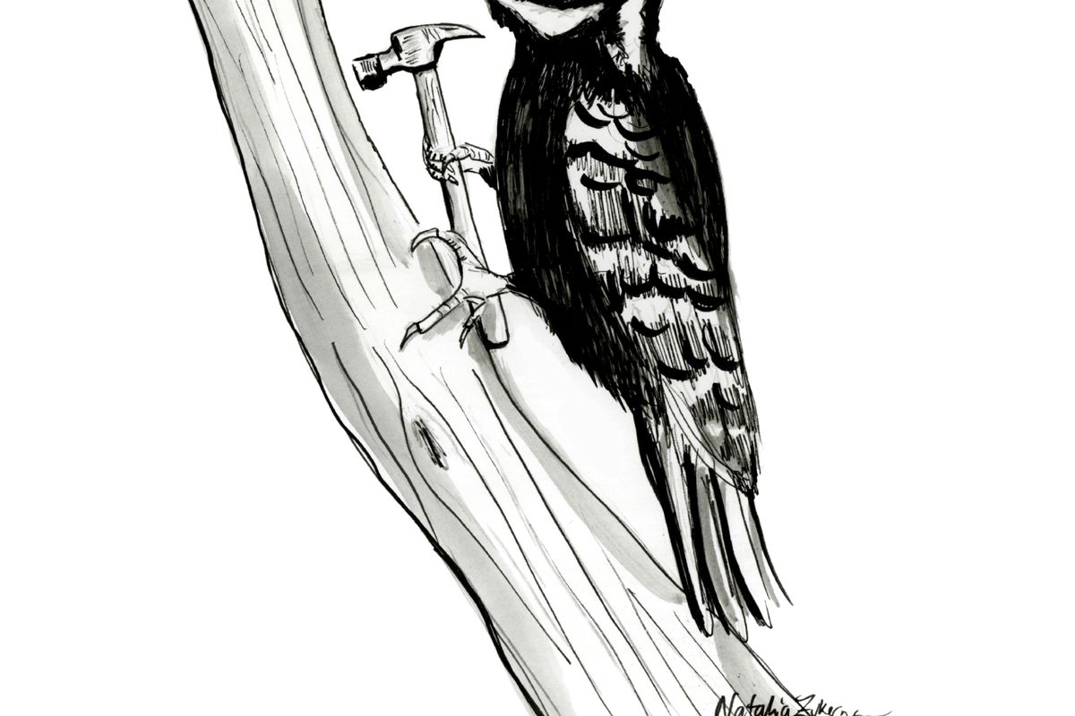 Woodpecker
