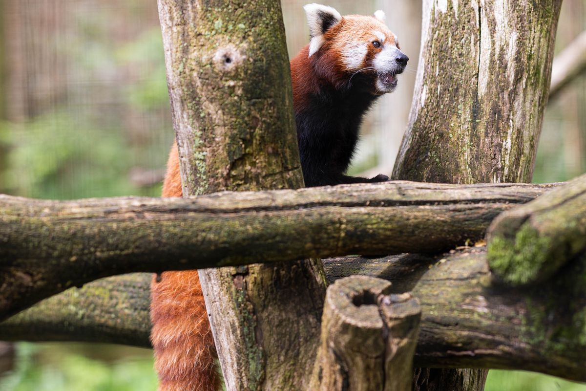 Last chance to visit the Trevor-Lovejoy Zoo after dark