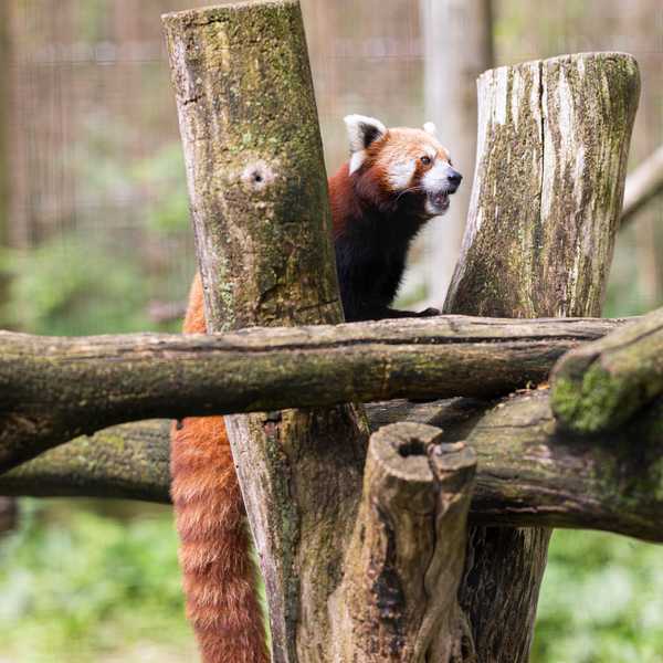 Last chance to visit the Trevor-Lovejoy Zoo after dark