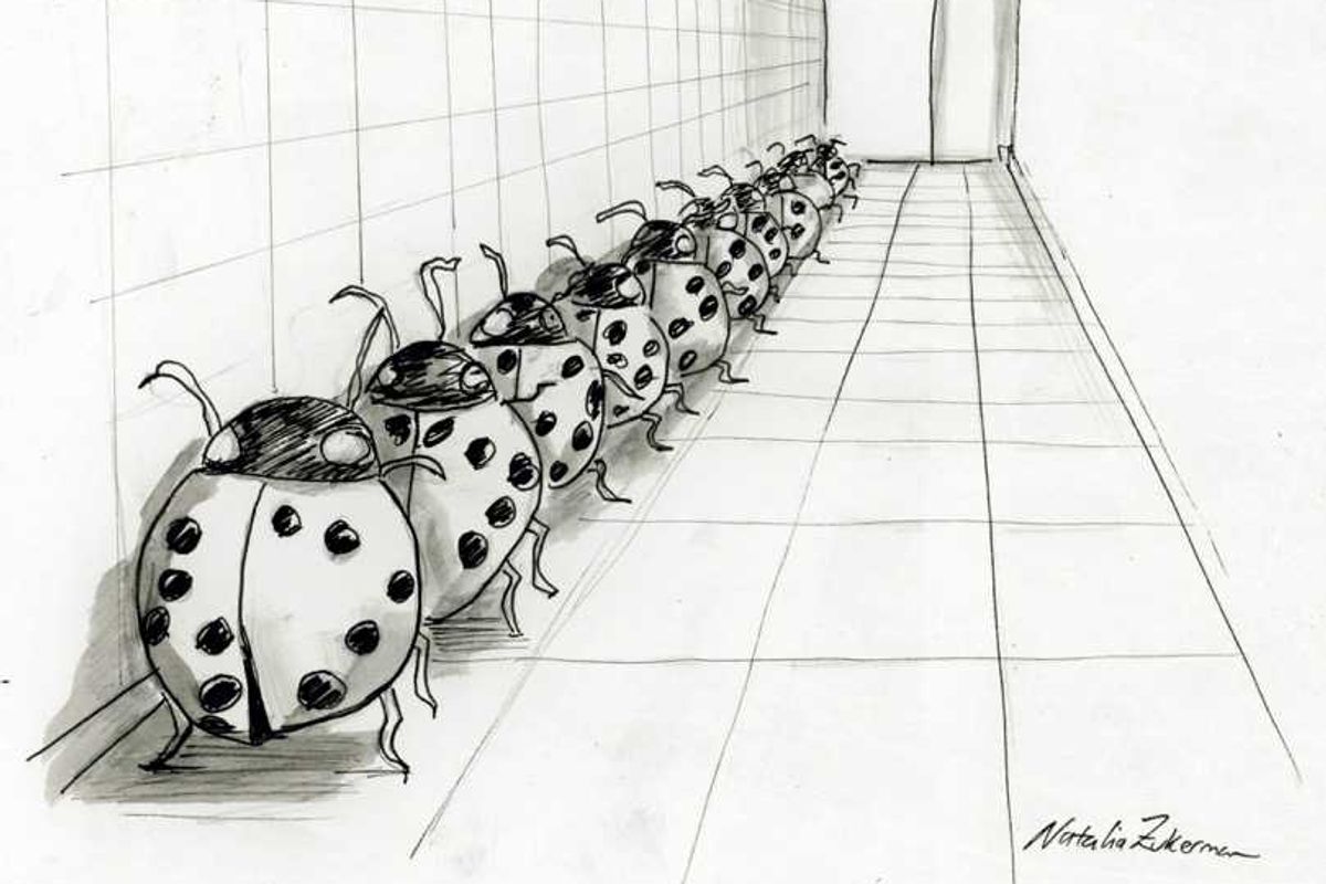 Ladybugs