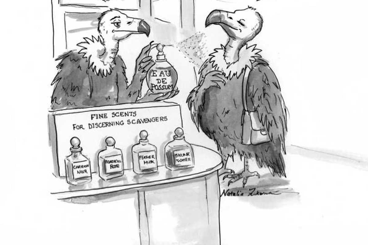Eau de Vulture