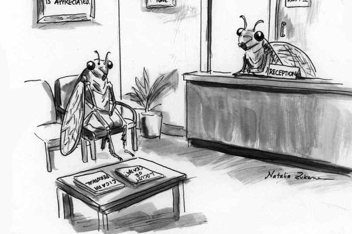 Cicada