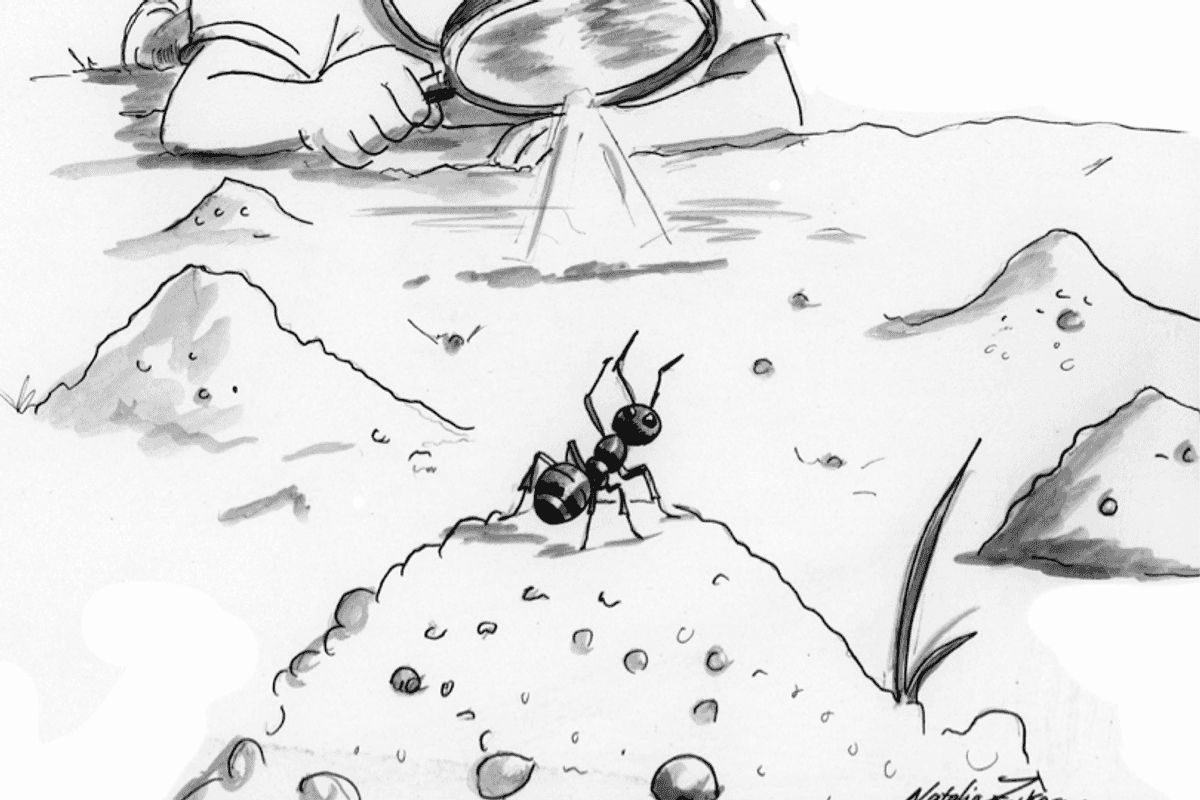 Ant hill