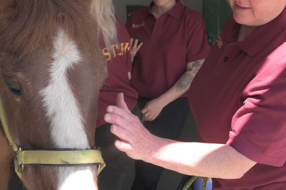 Local equine therapy facility celebrates horse’s 35th birthday
