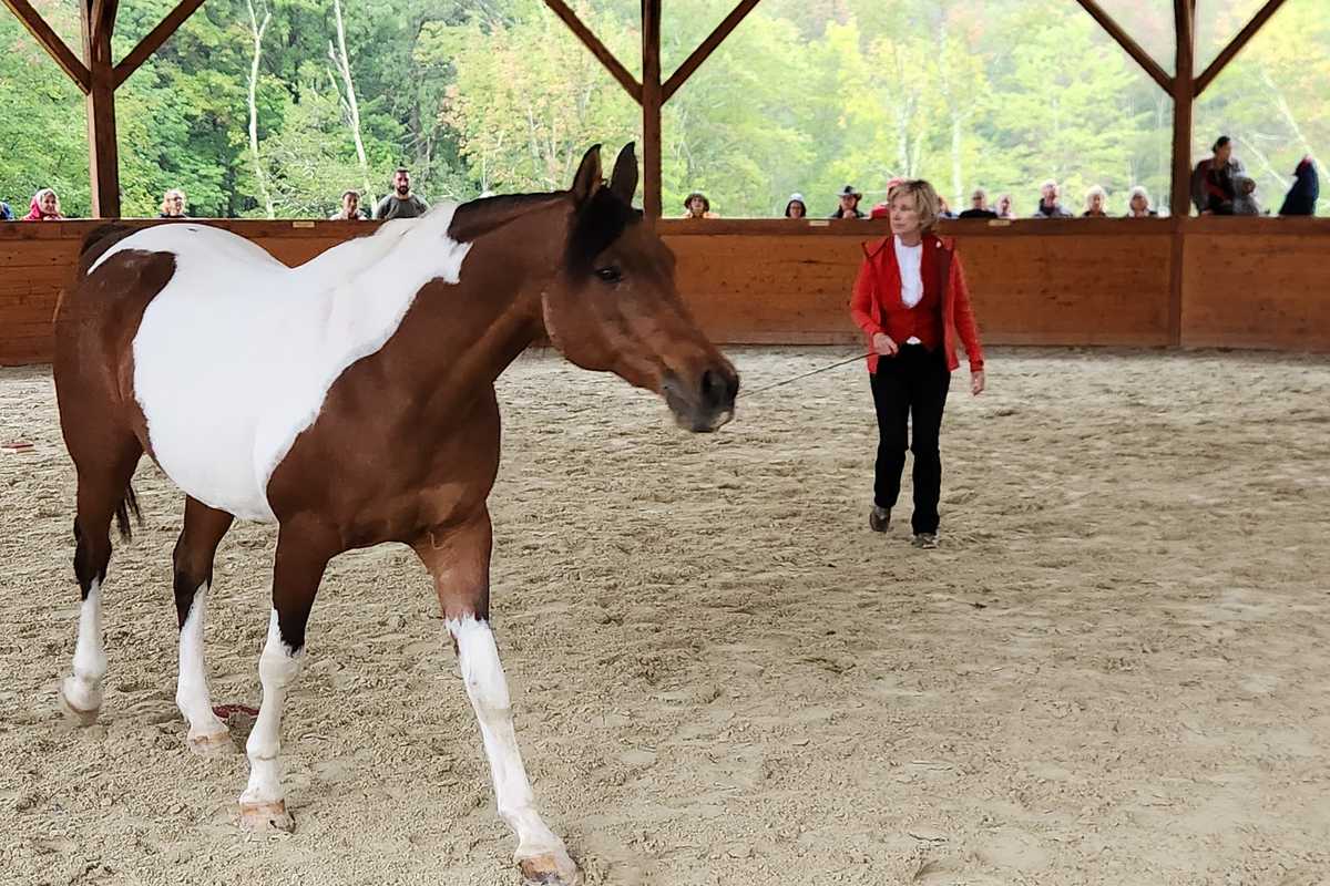 Equus Effect: healing with horses