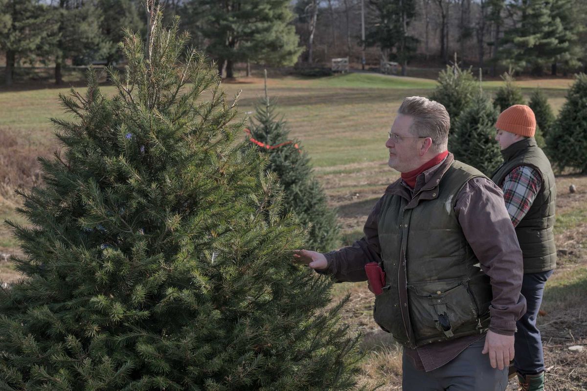 Traditions continue despite Christmas tree farm closures