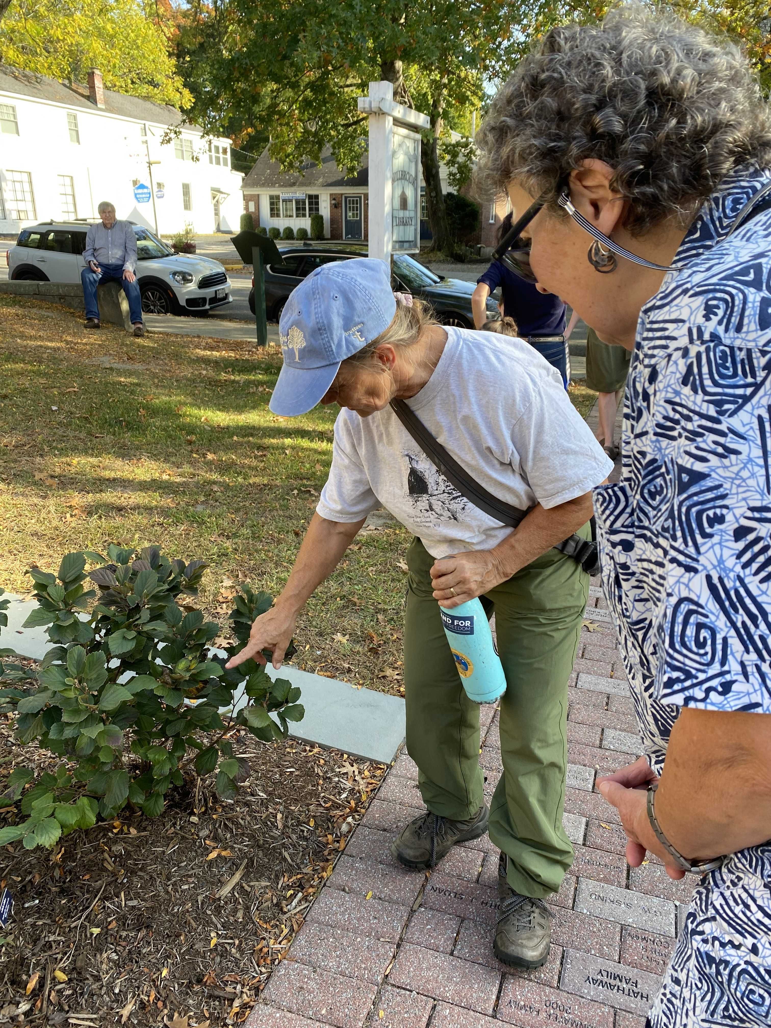 Millbrook Library dedicates pollinator pathway garden
