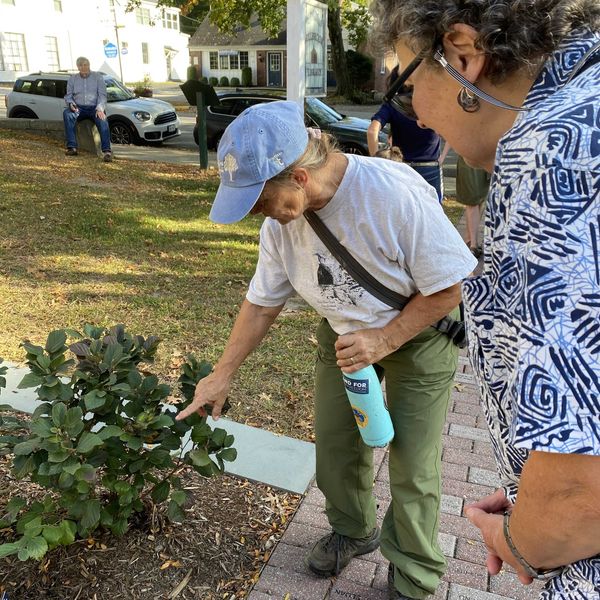 Millbrook Library dedicates pollinator pathway garden