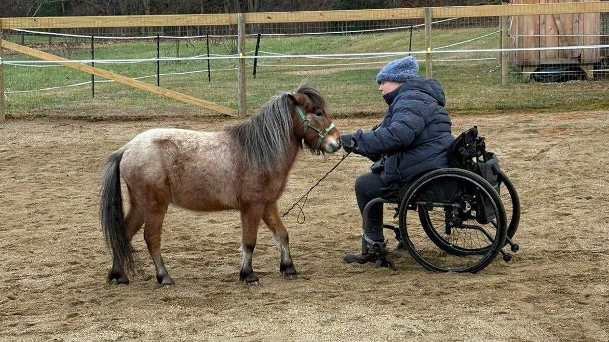 Mini horses, big impact: animal learning center opens in Sheffield