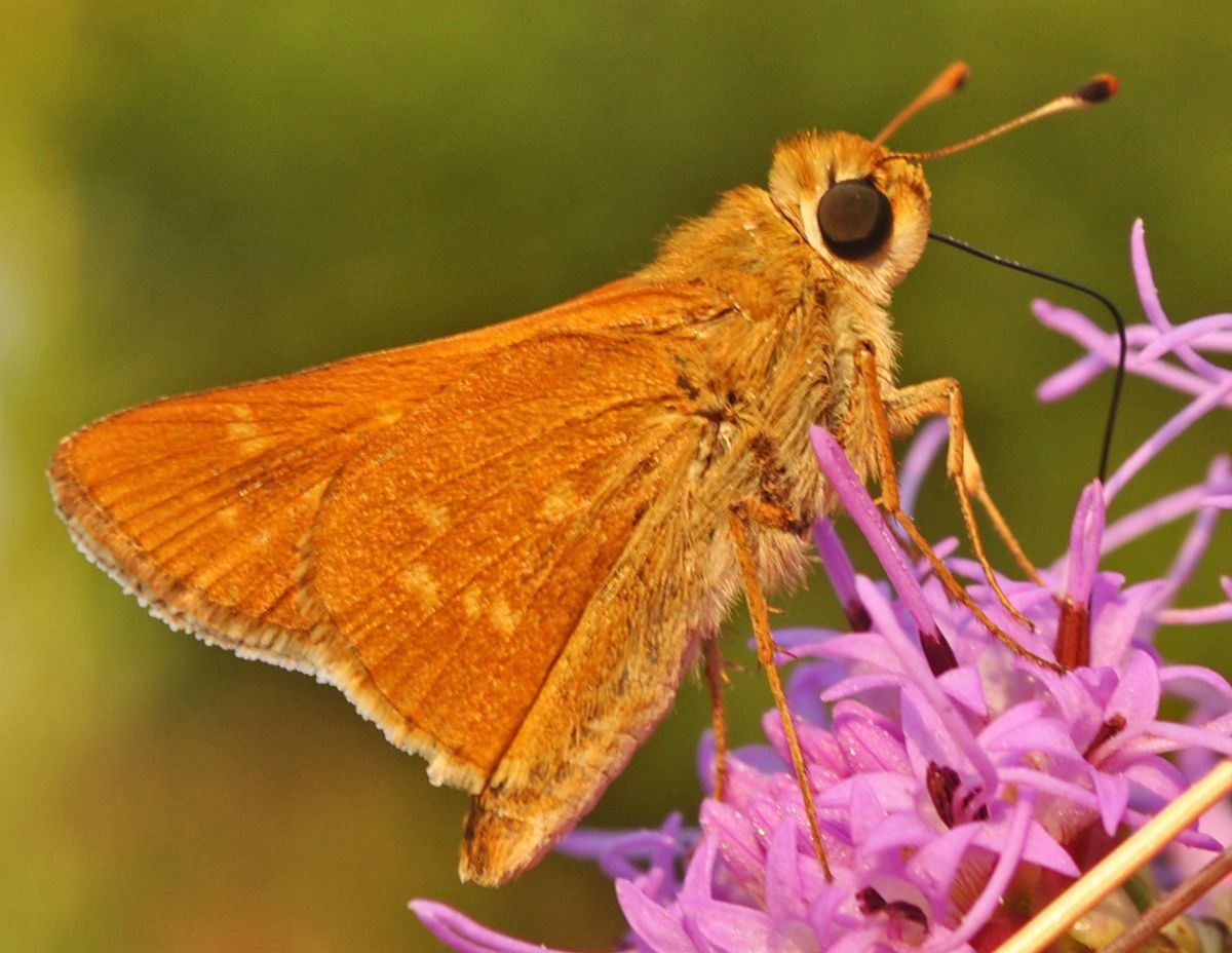 Protecting and feeding the planet’s pollinators