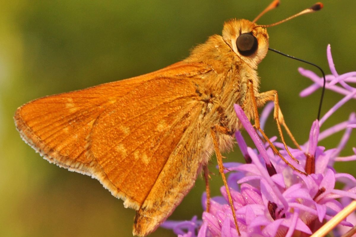 Protecting and feeding the planet’s pollinators