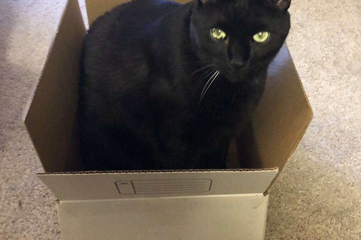 Black cats unfairly shunned, stigmatized, say regional animal rescue groups