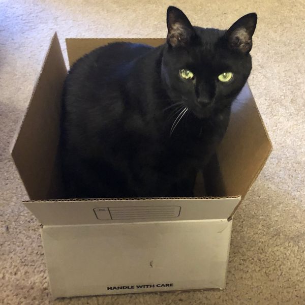 Black cats unfairly shunned, stigmatized, say regional animal rescue groups