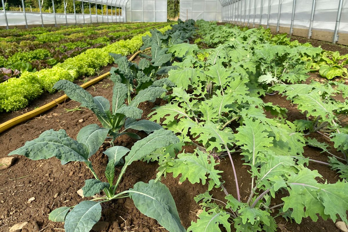 Economic pressures jeopardize Connecticut's farming future