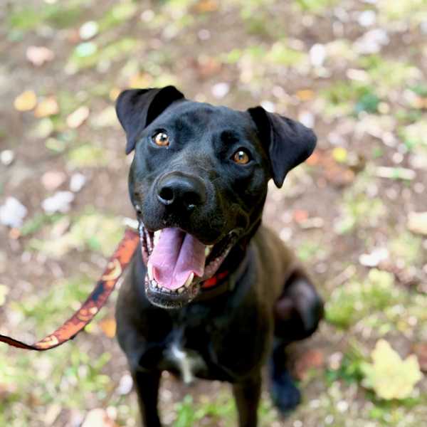 A day in the life of a rescue dog
