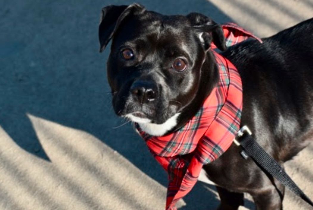 Upstate Pups focuses rescue efforts on NYC pets
