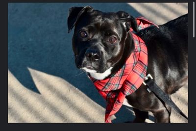 Upstate Pups focuses rescue efforts on NYC pets