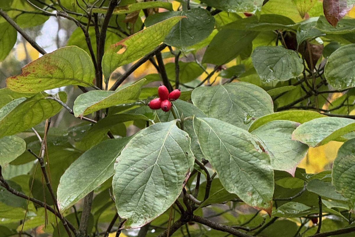 Rethinking Fall cleanup