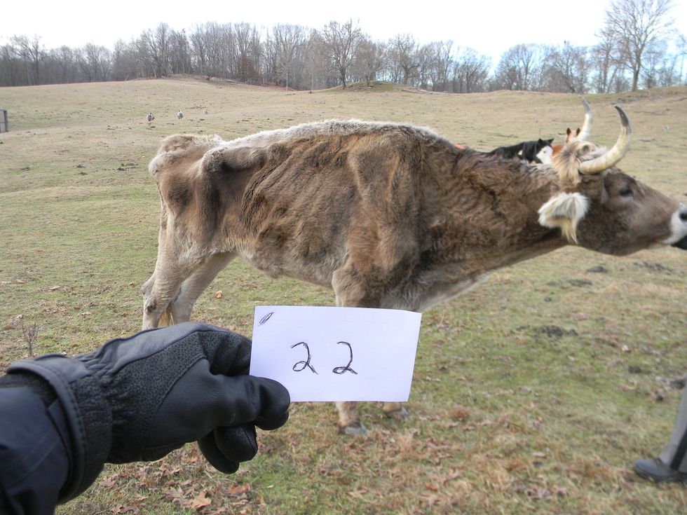 Animals recover at Amenia farms: Police make arrest in animal neglect case