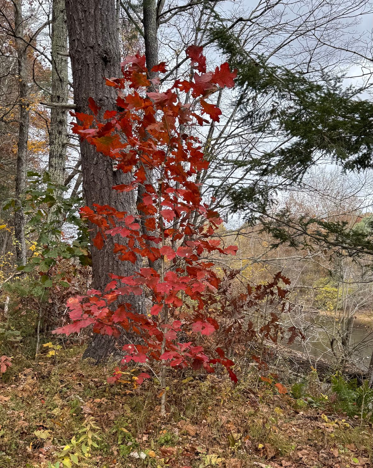 Rethinking Fall cleanup