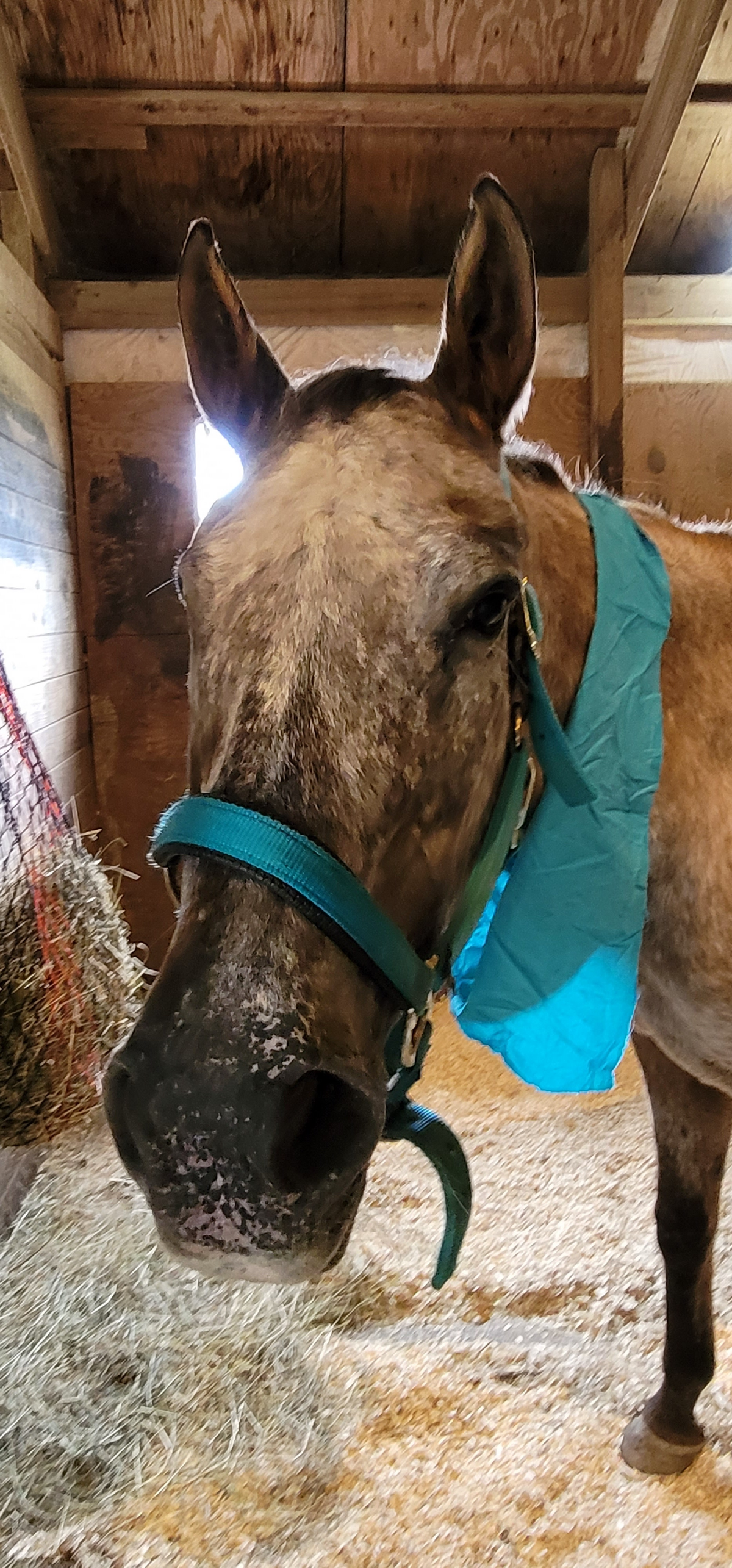 Hope Rising’s hoedown raises funds for equine equipment