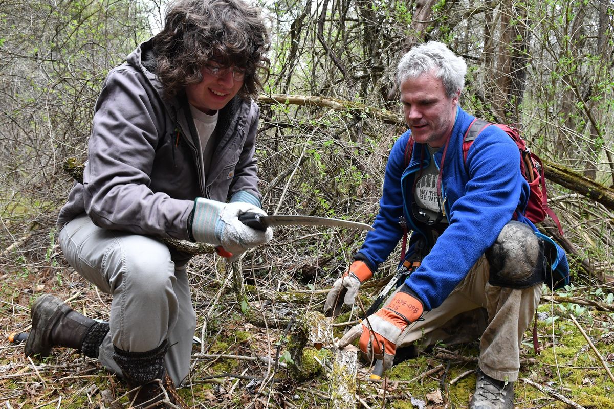 Hotchkiss students team with Sharon Land Trust on conifer grove restoration