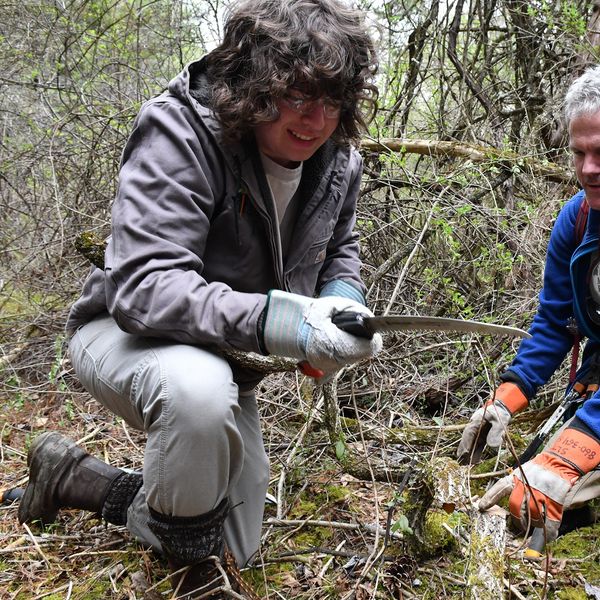 Hotchkiss students team with Sharon Land Trust on conifer grove restoration