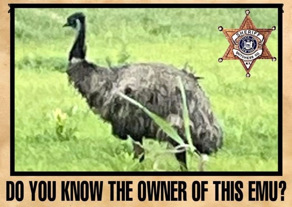 Help get Ernie the Emu home