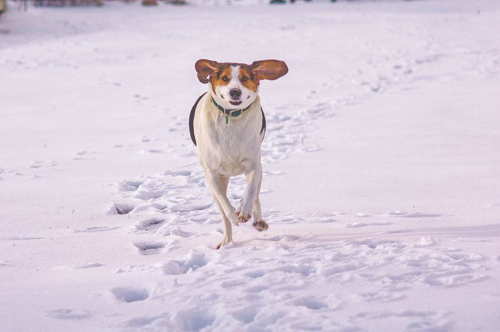 Veterinarian gives guidance for pet care in cold weather