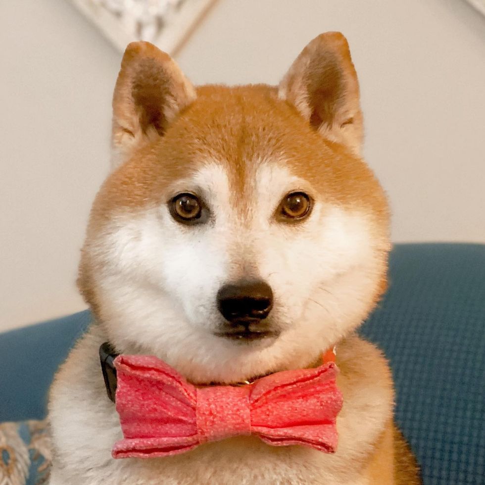 A new way to meet that furry friend: Pets Together lets people and animals visit, virtually