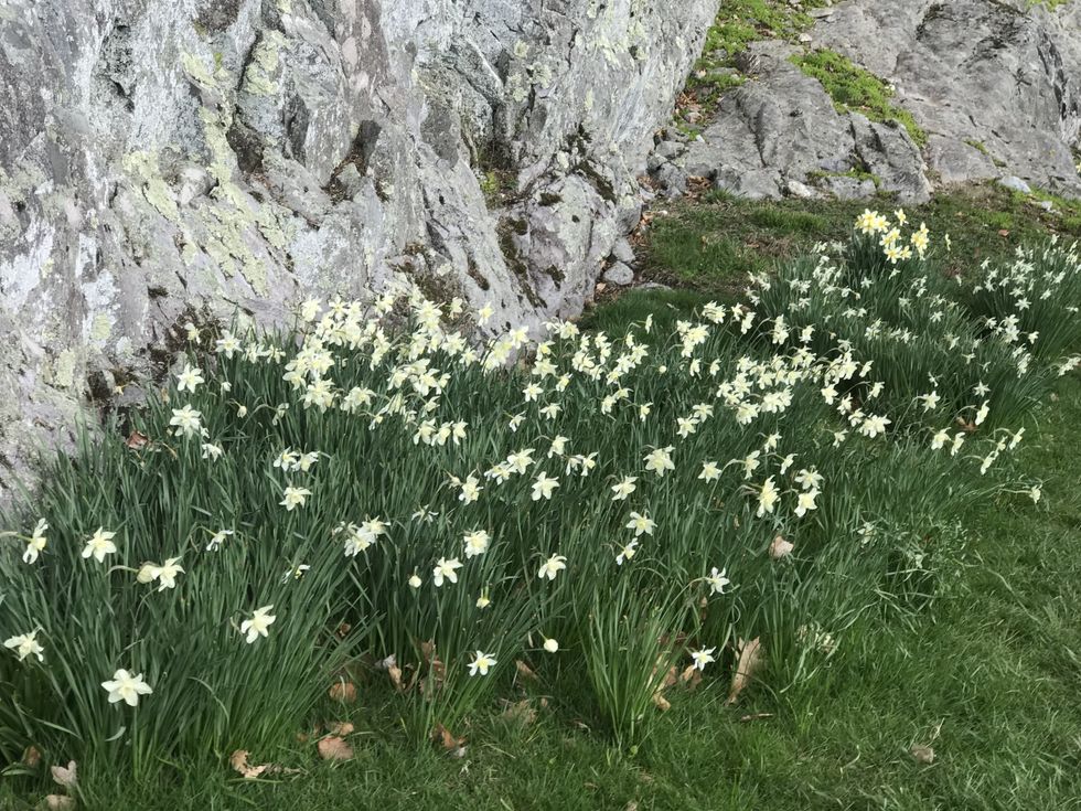 Daffodil Days