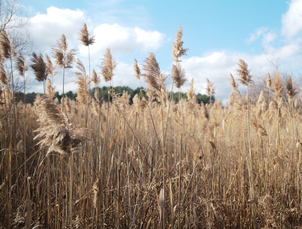 Getting the upper hand on mighty phragmites