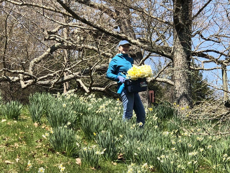 Innisfree Garden donates 4,500 daffodils: Bouquets made for seniors and front line workers to buoy spirits