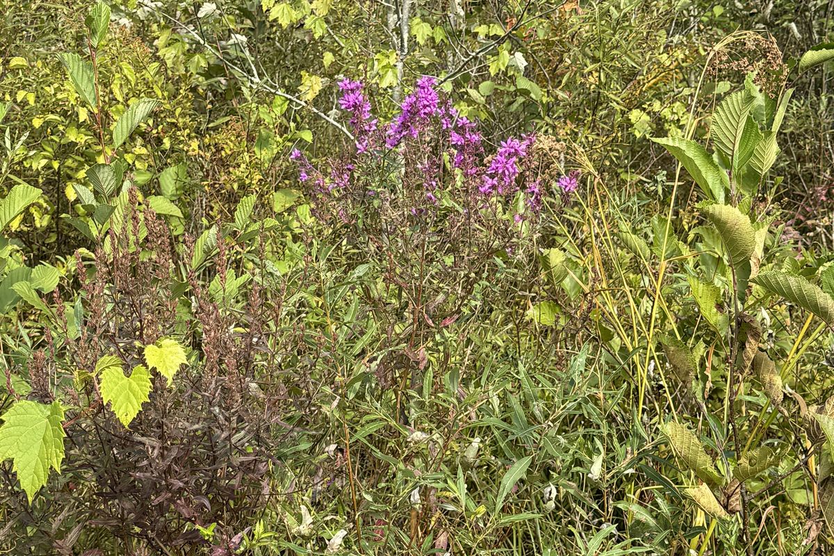 Roadsides as runways: trend spotting invasive plants