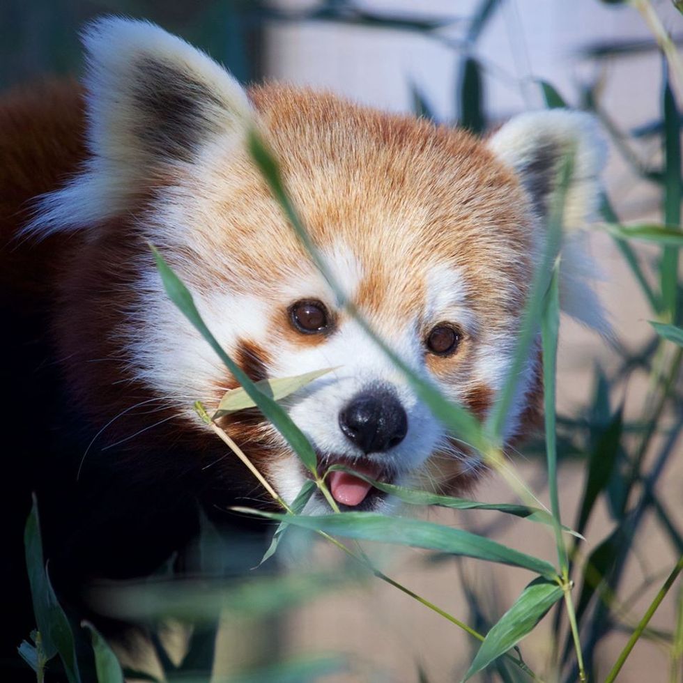 What’s new at the zoo? It’s streaming for you!