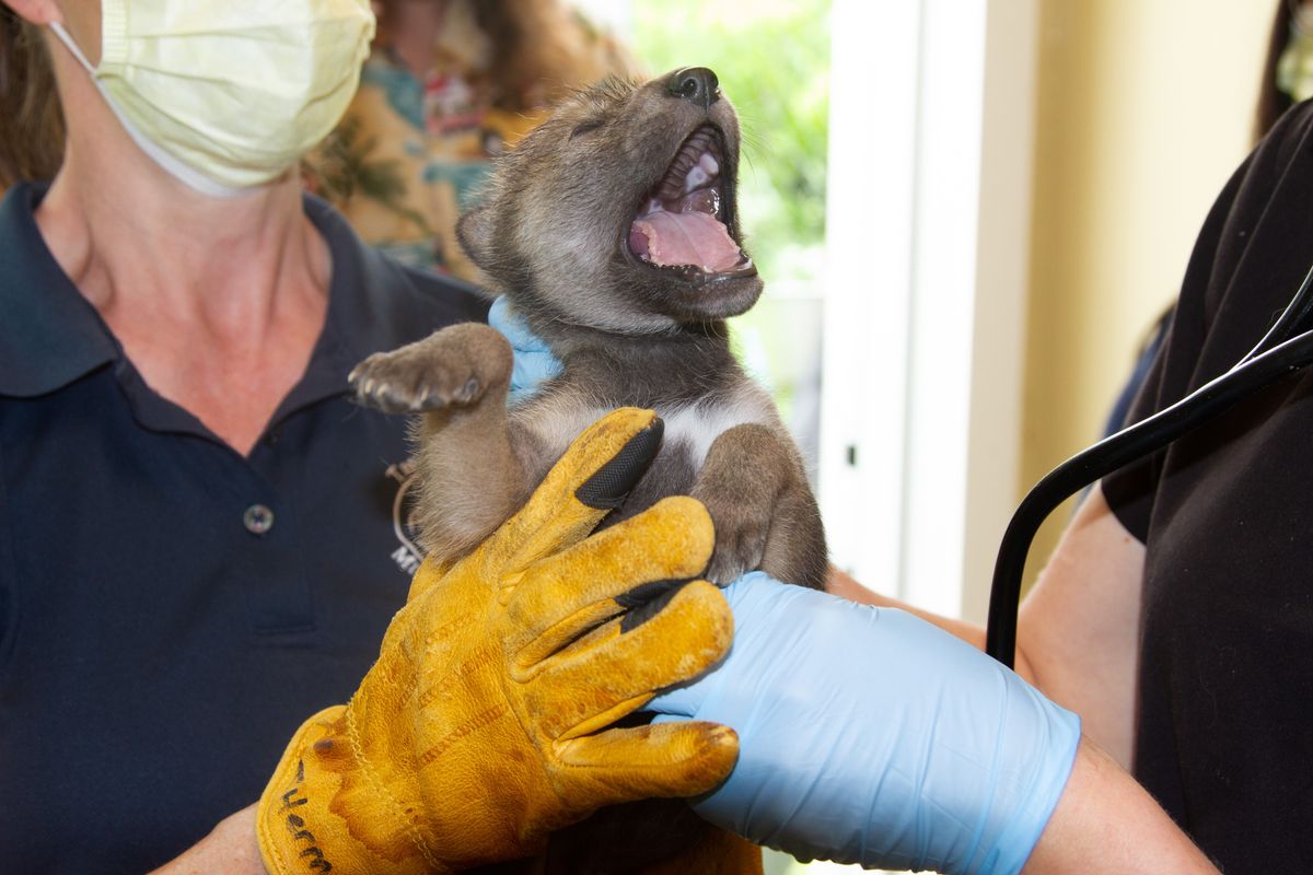 Endangered red wolf pups born in Trevor Zoo